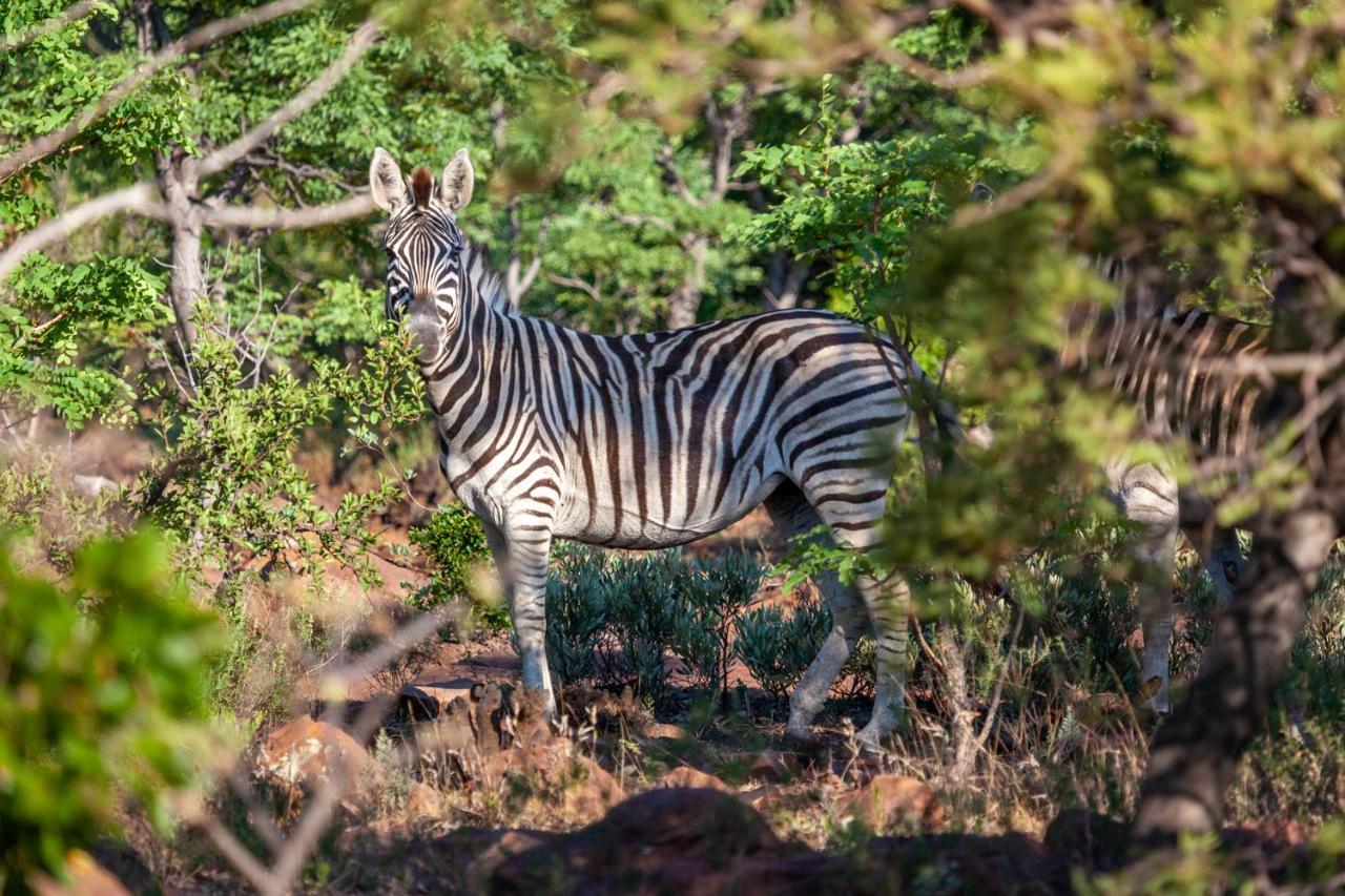 Lejwe La Metsi Private Reserve Bela-Bela Eksteriør billede